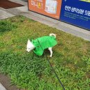 더펫갤러리아타임월드점 네이버블로그