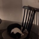 산수마을 | 고양이와 함께 밤에만 여는 산수커피