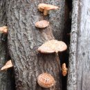 노지 표고목 표고버섯 이미지