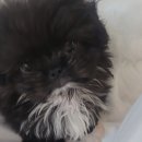 데스티니 퍼피 이미지