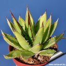 agave 아가페 뇌신 길상천 묘목 팝니다 9종류 다육 식물 묘목 다육이 이미지