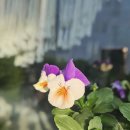 꽃보다 멍 | 명절증후군은 꽃멍풀멍으로 없애요.