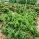 봄여름가을이야기 | [도시농부] 우리 집엔 뼈농부가 둘이나 산다. / 6~10월 여름, 가을 이야기 🌿