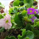 어미산 가든 이미지