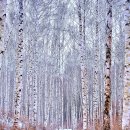 원대리 자작나무숲 이미지