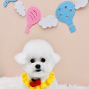 뽀송 펫 살롱 이미지