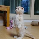곰도리 이미지