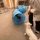 펫라운지 애견유치원 애견호텔 애견미용 이미지