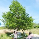 세천강변 이미지