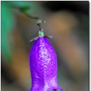 금강초롱 이미지