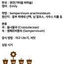 로제타덮밥