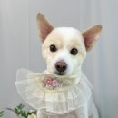 개를 미용하는 남자 이미지