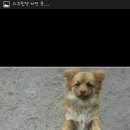 진지하개 이미지