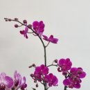 누구보다 소중하개 이미지