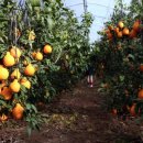 내혜홀농장 이미지