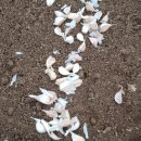 정옥순농장 이미지