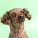 다올동물병원 이미지