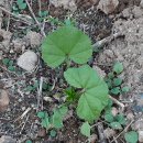 [처서] 꽃 핀 자리 그대로 열매맺는다. 성실하다. 이미지