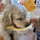 테리네간식 이미지