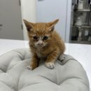 정샘동물병원 이미지