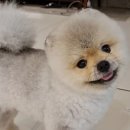 나는강아지 이미지