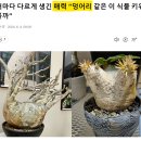 매력덩어리? 이미지