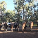 브라이트이스트 | 그랜드캐니언 뮬 라이드(Mule Ride, 노새투어) 이용 후기와 팁