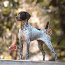 강아지랑 이미지