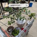 어진로 | 용인 남사화훼단지 예삐플라워아울렛 방문 후기｜식물 쇼핑 &amp; 분갈이 가격 정보