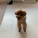 해피그래스 이미지