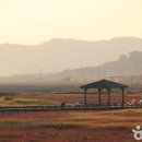 가을바다 단풍, 신안 함초축제 &amp; 퍼플섬 아스타축제 이미지