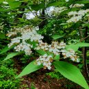 오도일 초상화 이미지