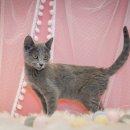 아리스타펫호텔 이미지