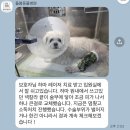나눔동물병원 | 🚨 다른 병원 가지 마세요! 13살 심장병 노견 십자인대 수술 돈 이중으로 버리지 않는 수원 돌봄 솔직 후기