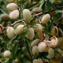 견과 하루 이미지