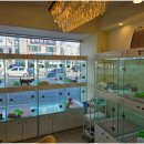 라이프독 강릉점 24시 강아지분양 고양이분양 이미지