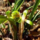 봄이오네 이미지