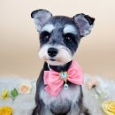 사르르몽몽 이미지