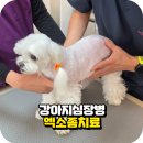 한걸음더 재활한방 동물병원 이미지