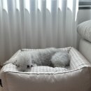 마음사랑동물병원 | 안양동물병원 비타민동물메디컬센터 강아지 자궁축농증 응급수술 후기