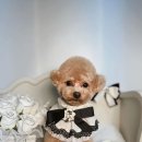 벨르시앙 이미지