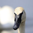 고니목장 이미지