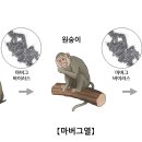 마에라