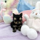 강아지분양 마이댕냥 일산점 이미지