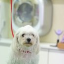 올리브 애견 이미지