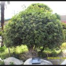 순천성남초등학교 이미지