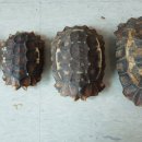 거북농장 이미지