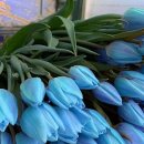 파란망고 이미지