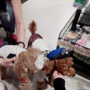 꼬망이펫샵