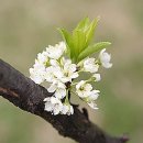 복숭아꽃 살구꽃 이미지